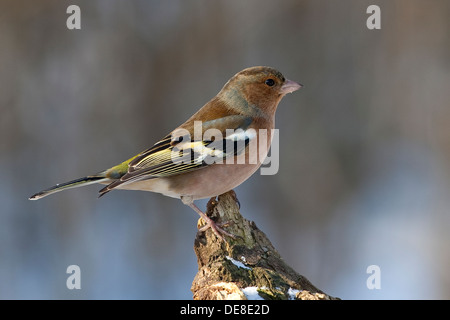 Chaffinch, homme, Buchfink, Buch-Fink, Männchen, Fringilla coelebs Banque D'Images