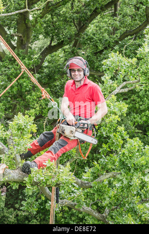 Tree Surgeon se prépare à couper les branches d'arbre de chêne élevée avec une tronçonneuse et harnachés avec cordes d'escalade. Banque D'Images