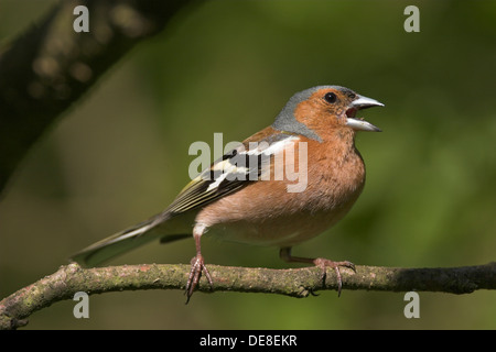 Chaffinch, homme, Buch-Fink singendes, Buchfink, Männchen, Fringilla coelebs Banque D'Images