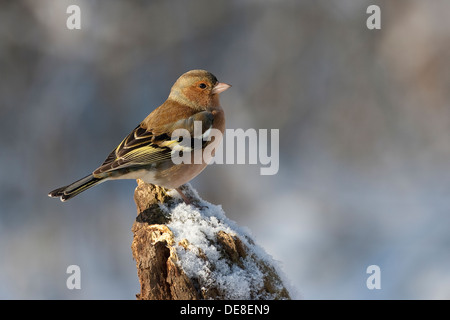 Chaffinch, homme, Buchfink, Buch-Fink, Männchen, Fringilla coelebs Banque D'Images