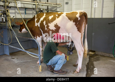 Chatham, New York - Un jeune homme milks une vache à la foire du comté de Columbia. Banque D'Images