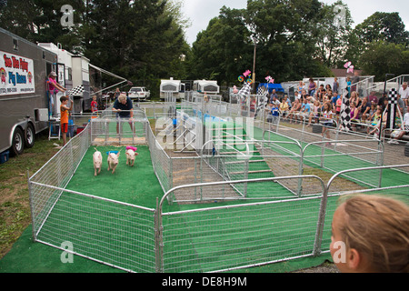 Chatham, New York - La Sue Wee Courses Porc au Columbia County Fair. Banque D'Images