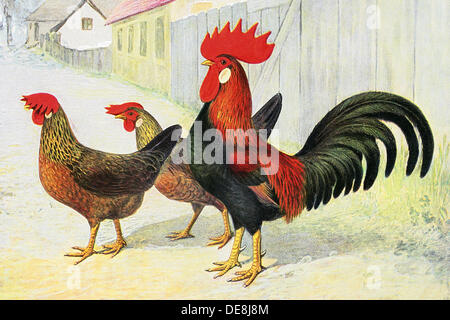 Coq Et Poules Perdrix Race Italienne De Couleur Un Dessin Ca 1900 Photo Stock Alamy