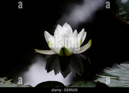 La fleur d'un Nymphaea alba, également connu sous le nom de nénuphar blanc, White Lotus, ou sur un Nenuphar dark surface de l'eau. Banque D'Images