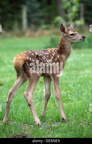 Village resplendissant, l'Allemagne, red deer calf Banque D'Images