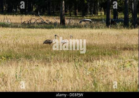 Photo de deux grues à marcher ensemble dans une zone de prairie. Banque D'Images