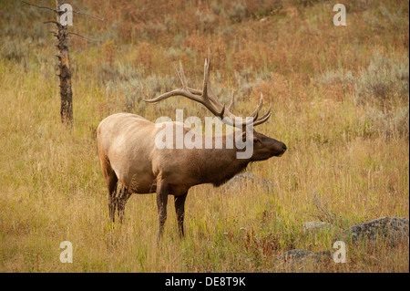 Photographie d'un homme adulte avec un grand elk point 12 rack d'andouiller. Le Parc National de Yellowstone. Banque D'Images