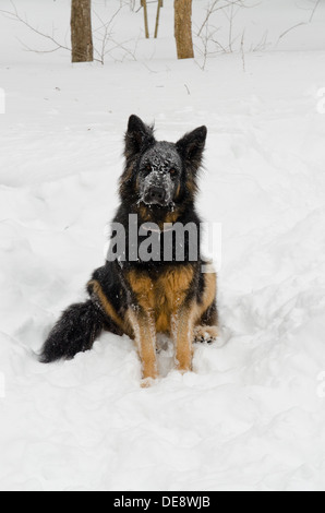 Molly, un berger allemand est assis dans la neige, la neige s'accroche à son visage et les moustaches. Banque D'Images