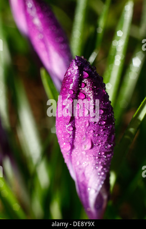 Tôt le matin avec la rosée pourpre Tulip Banque D'Images