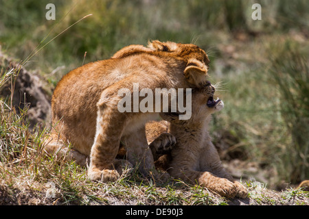 Cute des lionceaux, montrer de l'affection (Serengeti) Banque D'Images