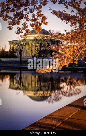 Fleurs de cerisier et le Jefferson Memorial à l'aube à Washington DC, USA Banque D'Images