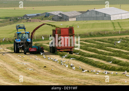 La récolte de fourrages avec deux Ford New Holland tracteurs, remorques et Reco Mengele butineur. Farm & collier d'ensilage en arrière-plan. Banque D'Images