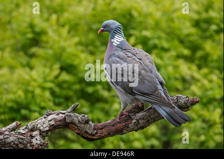 Portrait de Pigeon ramier (Columba palumbus) perché sur branche d'arbre en forêt Banque D'Images