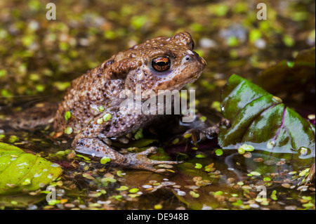 Portrait de politique européenne (Bufo bufo) dans l'étang au printemps Banque D'Images