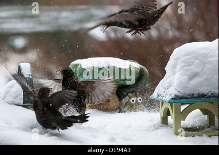 Etourneau sansonnet (Sturnus vulgaris) se battre avec blackbird (Turdus merula) au jardin mangeoire pour oiseaux pendant l'hiver neige Banque D'Images