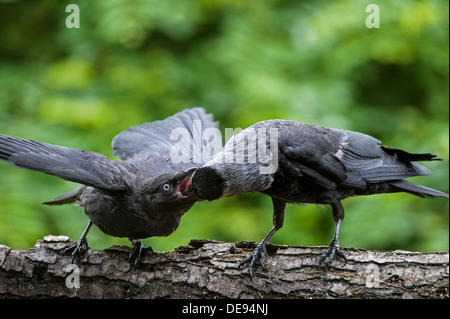 Western Jackdaw Choucas / européenne (Corvus monedula / Coloeus monedula) jeune arbre dans la mendicité pour la nourriture des oiseaux adultes Banque D'Images