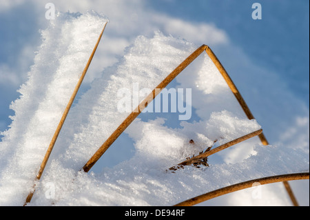 Givre blanc / gelée blanche qui se forme sur les tiges de graminées pointant dans la même direction en raison des vents en hiver Banque D'Images