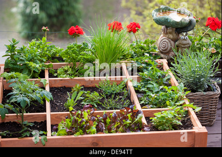 Pied carré par jardinage planter des fleurs, des herbes et des légumes en boîte bois sur balcon Banque D'Images