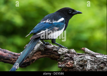 Magpie Pie / européenne / Magpie commune (Pica pica) perché sur branch Banque D'Images