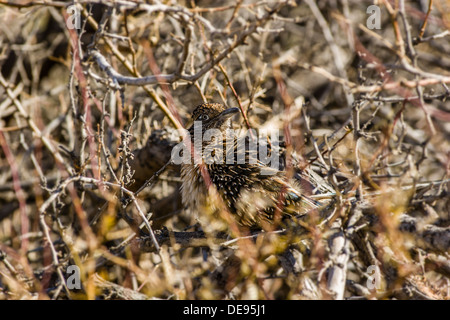 Bien camouflée [roadrunner Geococcyx californianus] donne de cachette dans brush Furnace Creek Death Valley National Park, California, USA. Banque D'Images