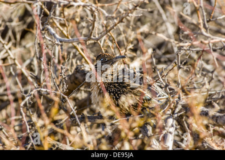 Bien camouflée [roadrunner Geococcyx californianus] donne de cachette dans brush Furnace Creek Death Valley National Park, California, USA. Banque D'Images