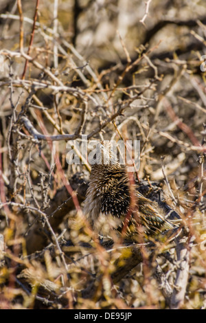 Bien camouflée [roadrunner Geococcyx californianus] donne de cachette dans brush Furnace Creek Death Valley National Park, California, USA. Banque D'Images