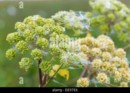 Boucage Saxifrage (Pimpinella saxifraga) de l'ombellifères Banque D'Images