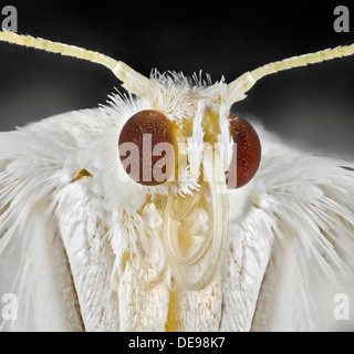 Plumet blanc Pterophorus pentadactyla, Papillon, de portrait. Banque D'Images