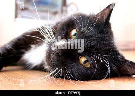 Museau de chat noir couché sur le plancher Banque D'Images