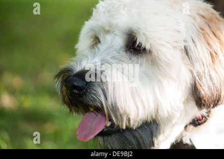 Close up of a soft-Coated Wheaten Terrier, un chien de race pure provenant d'Irlande Banque D'Images