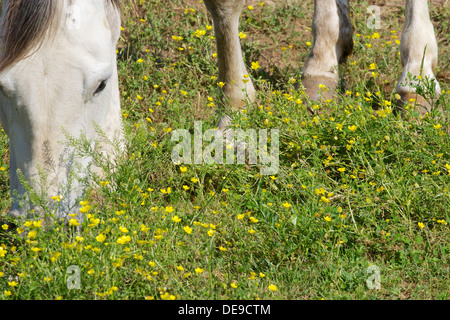 Cheval blanc pâturage sur le trèfle et d'herbe dans un champ Banque D'Images