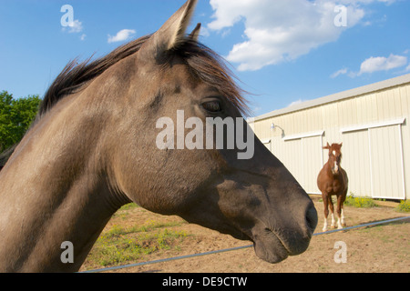 Deux chevaux bruns l'un de près à la recherche vers la droite et l'autre loin regardant la caméra stable sur une journée ensoleillée Banque D'Images