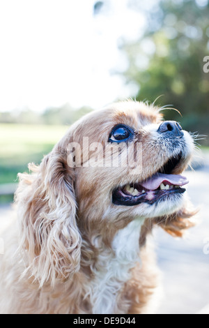 Cavalier King Charles Banque D'Images