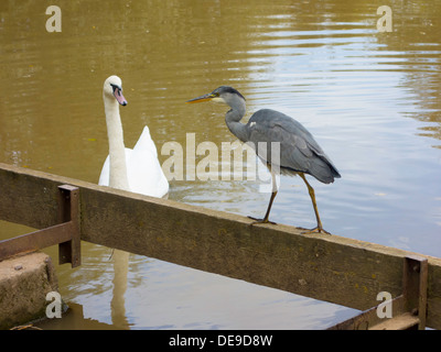 Plus de confrontation entre l'aire d'alimentation d'un mute swan (Cygnus olor) et un jeune Héron cendré (Ardea cinerea) Banque D'Images
