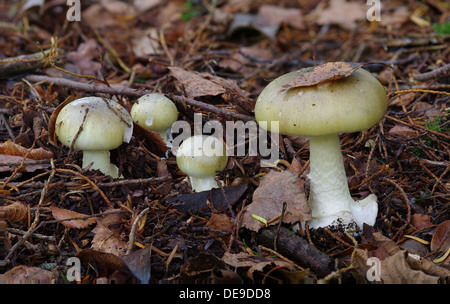 Deathcap - champignon Amanita phalloides Banque D'Images