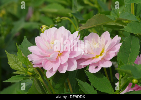 Dahlia - BRACKENRIDGE BALLERINE Banque D'Images