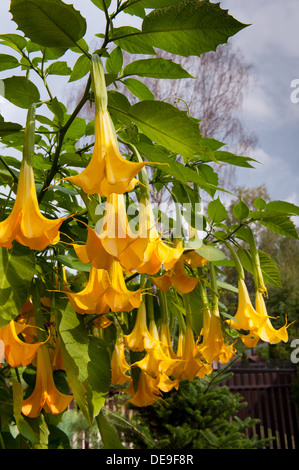 Ou des Anges Brugmansia Datura trompettes Banque D'Images