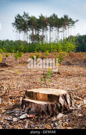 L'exploitation forestière des bois un moignon après déforestation Banque D'Images