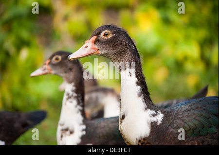 Jeune canard de Barbarie Cairina moschata ou regarder Banque D'Images