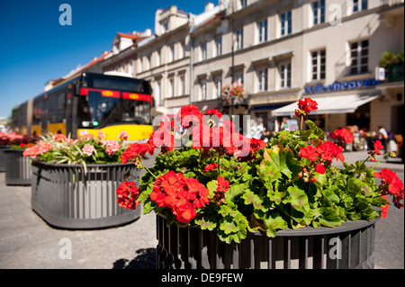 La rue Nowy Swiat et rouge fleurs (géraniums) Banque D'Images