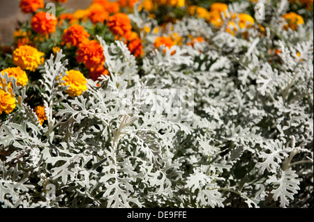 Mélange d'été de tagetes et Artemisia stelleriana Banque D'Images