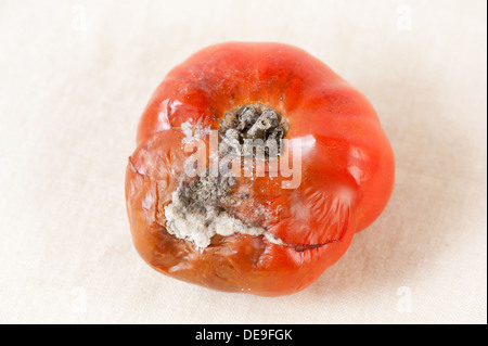 L'un rouge mûre tomates moisies toxiques Banque D'Images