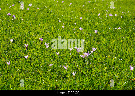 Blooming crocus d'automne (Colchicum autumnale) dans un pré, la fin de l'été, automne Banque D'Images