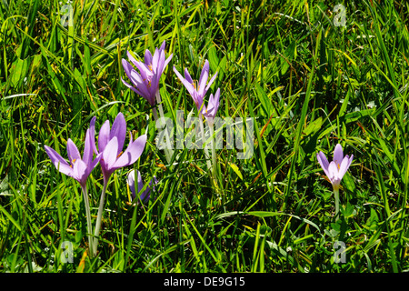 Blooming crocus d'automne (Colchicum autumnale) dans un pré, la fin de l'été, automne Banque D'Images