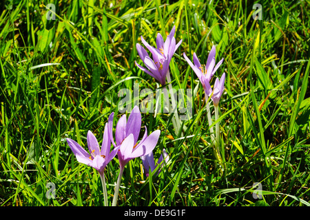 Blooming crocus d'automne (Colchicum autumnale) dans un pré, la fin de l'été, automne Banque D'Images