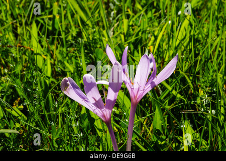 Blooming crocus d'automne (Colchicum autumnale) dans un pré, la fin de l'été, automne Banque D'Images