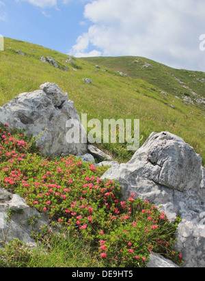 Grands fleurs de laurier (rhododendron) paysage de prairie alpine sur le mont Kobariski Stol, Alpe Adria Trail, Julian Alpes, Juliana, Slovénie, Europe centrale Banque D'Images