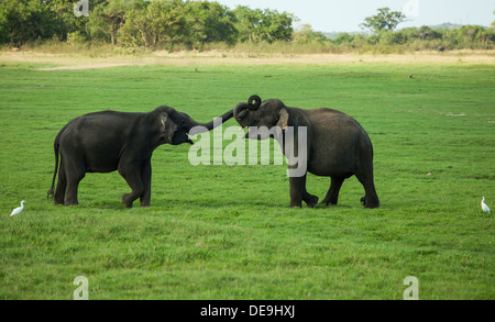 Deux jeunes taureaux de combat l'éléphant jouer en poussant leurs malles ensemble Banque D'Images