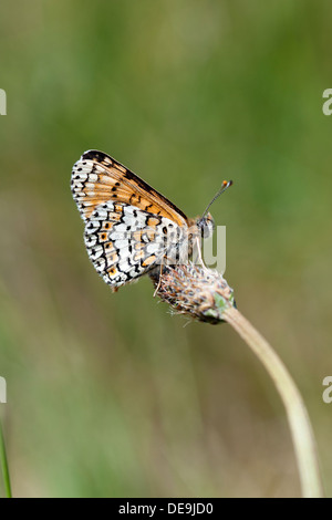 Glanville fritillary (Melitaea cinxia papillons) UK Banque D'Images