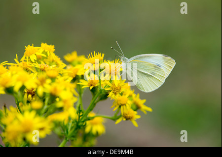 Petit papillon blanc (Pieris rapae) Banque D'Images